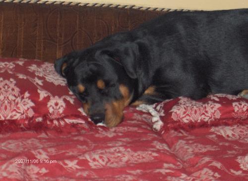 Sleeping Sweet Rottie 'Panther' - My Sweetest and Best Rottweiler Panther, while Sleeping . He is Just old month old now. This sweet Angel Rott is the best Dog I ever seen. Don't think I'm biased, I have experienced with dogs but no other dog get close to your heart more than a ROTTWEILERS , those of you who have have these Cute devils know very well......I LOVE Rottweilers Specially MY BABY PANTHER....