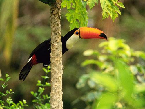 Birds - Gift of nature.......