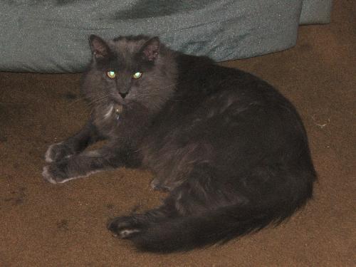 Simon1 - who's so handsome! he's not a nice kitty, but he loves the camera!