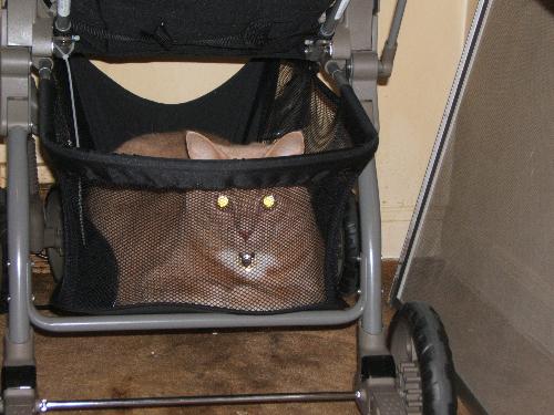 Runaway Kitty! - My kitty, Norton, hiding in the basket underneath my son's stroller, thinking he may get to go on a walk this way! So sneaky!