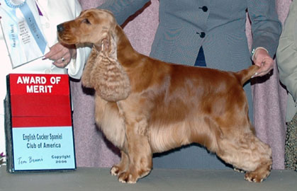 English cocke spaniel - How beautiful is him!