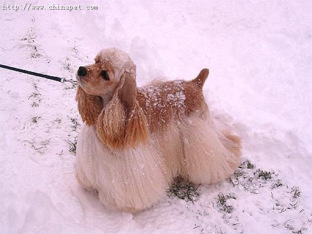 cocker spaniel - in the snow