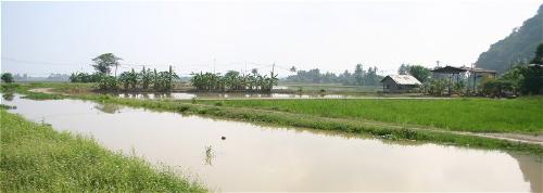 rice - 01