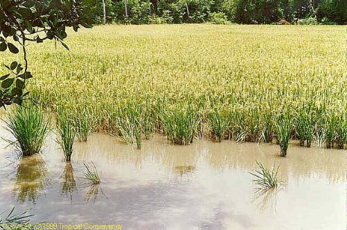 rice - 12.03.44rice