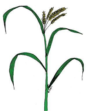 rice - bridget