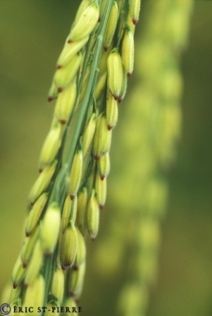 rice - gn_008