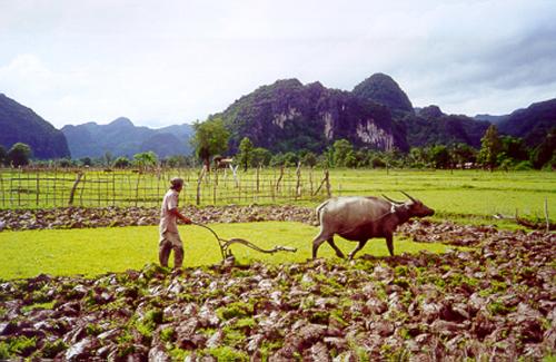rice - Laotian-Rice-Farmer