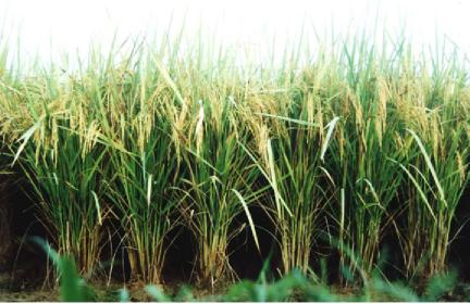 rice - MRQ50-26Apr2004-085140