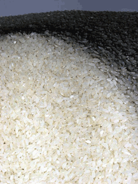 rice - rice1