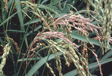 rice - rice1sm