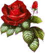 This picture reminded me of a song - I seen this and it reminded me of a song I had heard called THE ROSE.