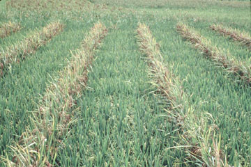 rice - rice2sm