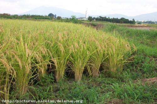 rice - rice_harvest_6745