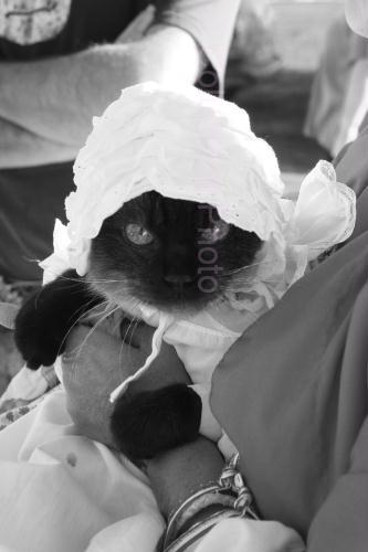 Civil War Kitty - Kitty dressed up as a civil war feline.