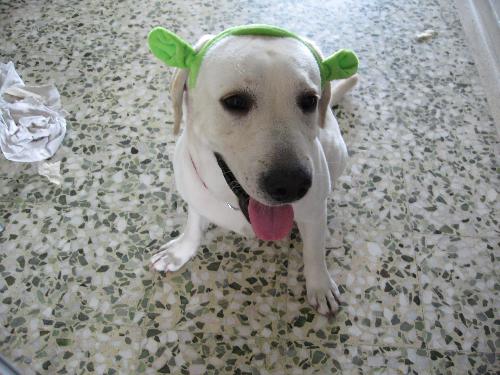 My Labrador Cuppy - This is my lab. He is 1.5yr old. Wearing the shrek's ears.