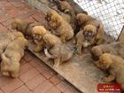 Tibetan Mastiff - Do you like it?