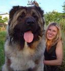 Tibetan Mastiff - Do you like it?