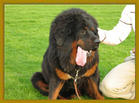 Tibetan Mastiff - Do you like it?