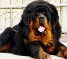 Tibetan Mastiff - Do you like it?
