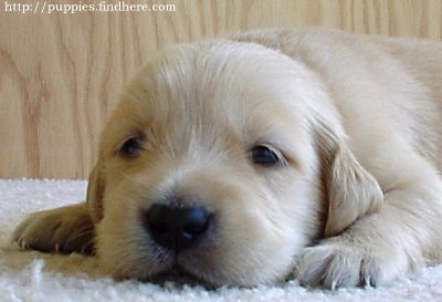 Golden retriver - Aww i love this kind of dog Golden retriver - Aww i love this kind of dog
