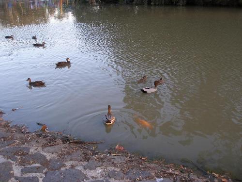 Gold Fish - Ducks and big gold fish at local park in Essendon Melbourne
