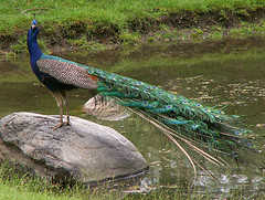 A Peacock - This shows a peacock standing in a garden A Peacock - This shows a peacock standing in a garden