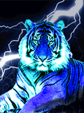 tiger - tiger is the king