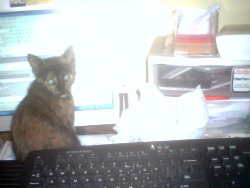 Photo of Sassy - image of Sassy, Oreo's kitty Photo of Sassy - image of Sassy, Oreo's kitty
