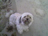 snickers my dog! - here's my lil mutt!
