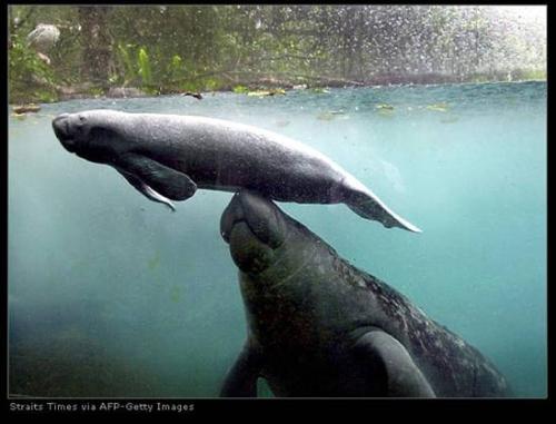 whales - mother and baby whale