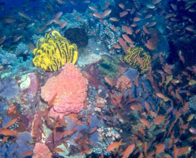anilao, batangas - i love to swim here!