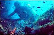 dive wreck - what a great forest!