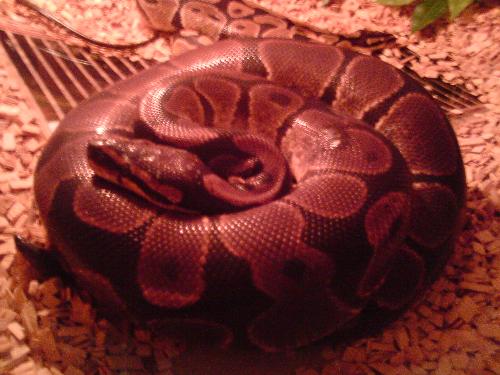 my royal - this is my female royal python
