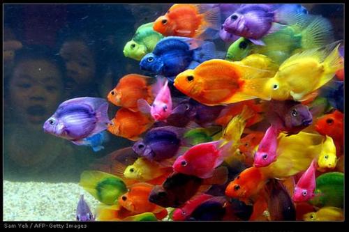 parrot fish - beautiful colored parrot fish