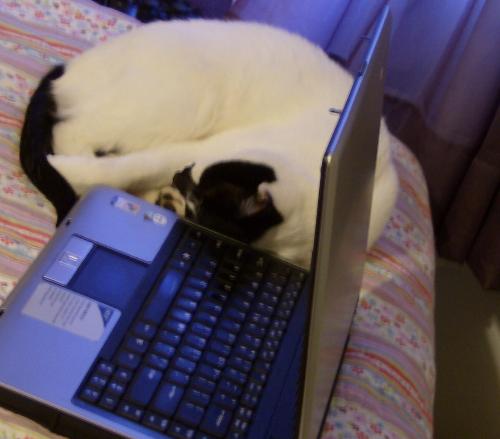 A friend we can share - My cat likes to sleep next to my laptop