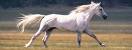 horse - a wild horse running horse - a wild horse running
