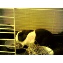 My Bunny - THis is my bunny, her name is Blue. SHes 2 and 1/2 years old. SHe loves to dig, run around and eat.