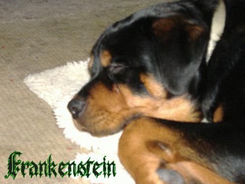 frankenstein rottweiler - Rottweiler, Frankenstein