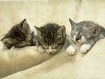 pretty cats - Three pretty cats,do you like them:)