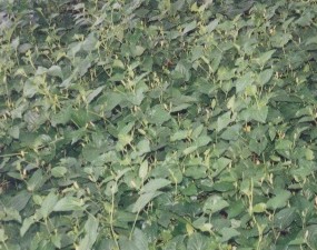 medicinal plant - Plant found in every ayurvedic preparations. name is Piper longum