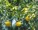 tree - fruit tree tree - fruit tree
