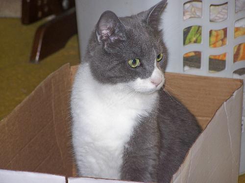Bob in a Box - just sitting..in a box..for no apparent reason