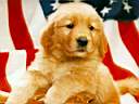 America - American flag and the dogjavascript:__doPostBack('ctl00$cphMainContent$ctl02$lbUploadPhoto','') upload photo