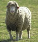 Sheep, a Calm sweet animal - A friendly animal.