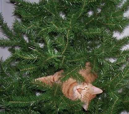 Cat In Christmas Tree - This is a picture of a cat in a Christmas tree.