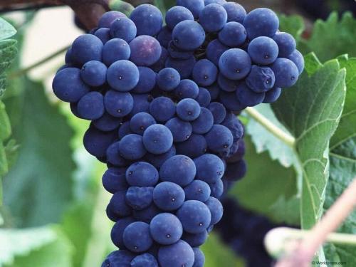 grape - I like it.