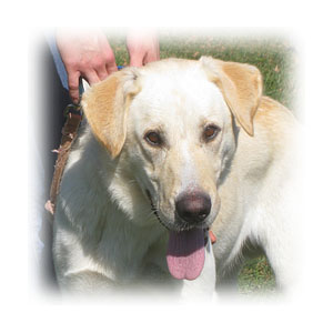 dog2 - yellow lab mix female pup