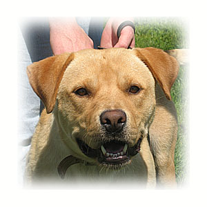Yellow Lab - cute little yellow/red lab....pretty face.