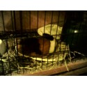 My Guinea Pig - This is my guinea pig. I have had her for about 2 years. I have never been able to come up with a name for her, sadly. I can'yt fond on that fits her. My mom calls her No nmae though lol. She loves to eat and unfortanatly ahtes to be held. Every once in a whle she'll let me pet her...but thats about it.