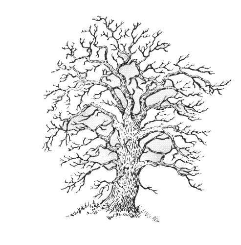 genealogy - genealogy tree